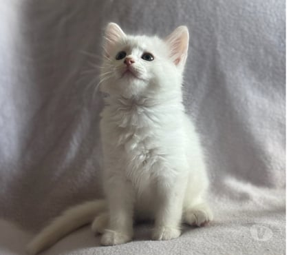 Don animaux Soisy sous Montmorency Val-d'Oise - Photos Vivastreet LULLA ET SES BEBES AGATHA ET SHERLOCK