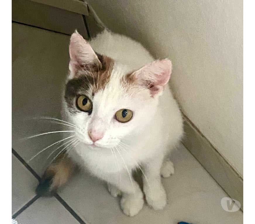 Don animaux Rhône Lyon - Photos Vivastreet DIDI, minette à adaopter