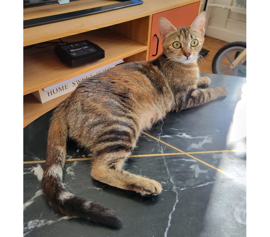 Don animaux Rhône Lyon - Photos Vivastreet EVY, minette gentielle et pleine de douceur