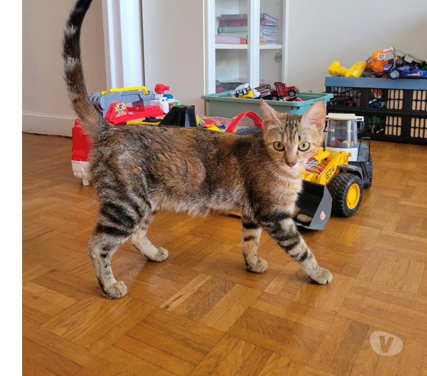 Don animaux Rhône Lyon - Photos Vivastreet EVY, minette gentielle et pleine de douceur