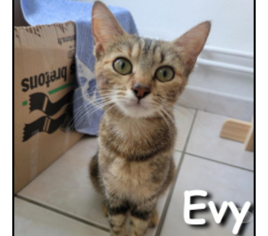 Don animaux Rhône Lyon - Photos Vivastreet EVY, minette gentielle et pleine de douceur