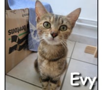 EVY, minette gentielle et pleine de douceur