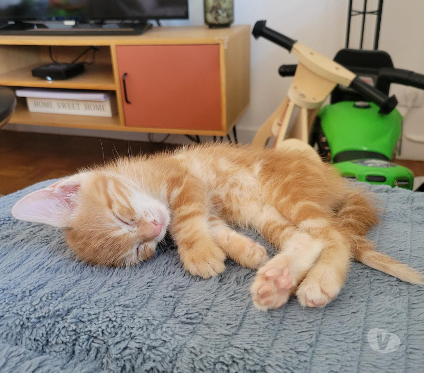 Don animaux Rhône Lyon - Photos Vivastreet ARAMIS, chaton adorable et câlin