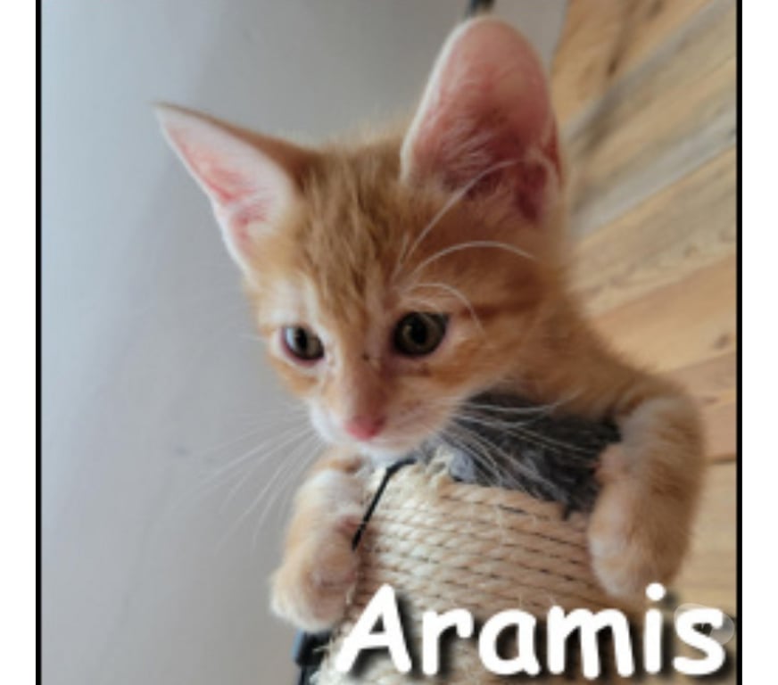 Don animaux Rhône Lyon - Photos Vivastreet ARAMIS, chaton adorable et câlin