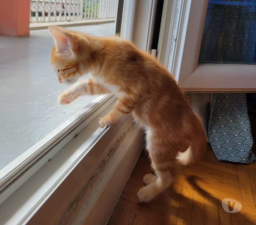 Don animaux Rhône Lyon - Photos Vivastreet ARAMIS, chaton adorable et câlin