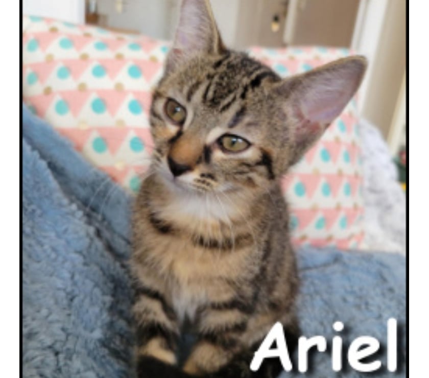 ARIEL, chatonne joueuse et curieuse