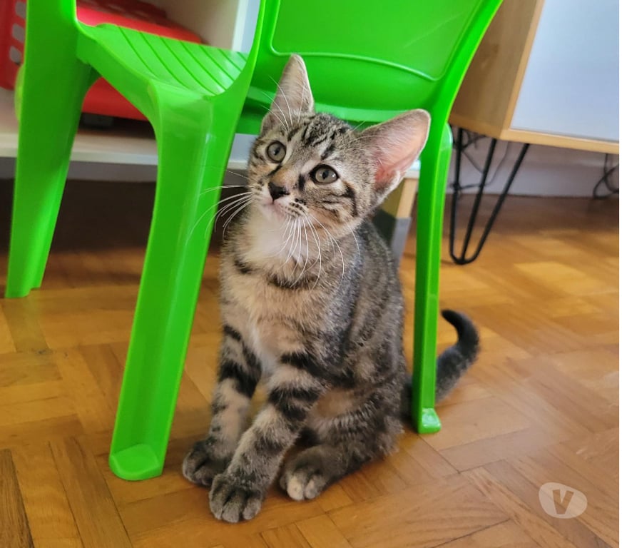 Don animaux Rhône Lyon - Photos Vivastreet ARIEL, chatonne joueuse et curieuse