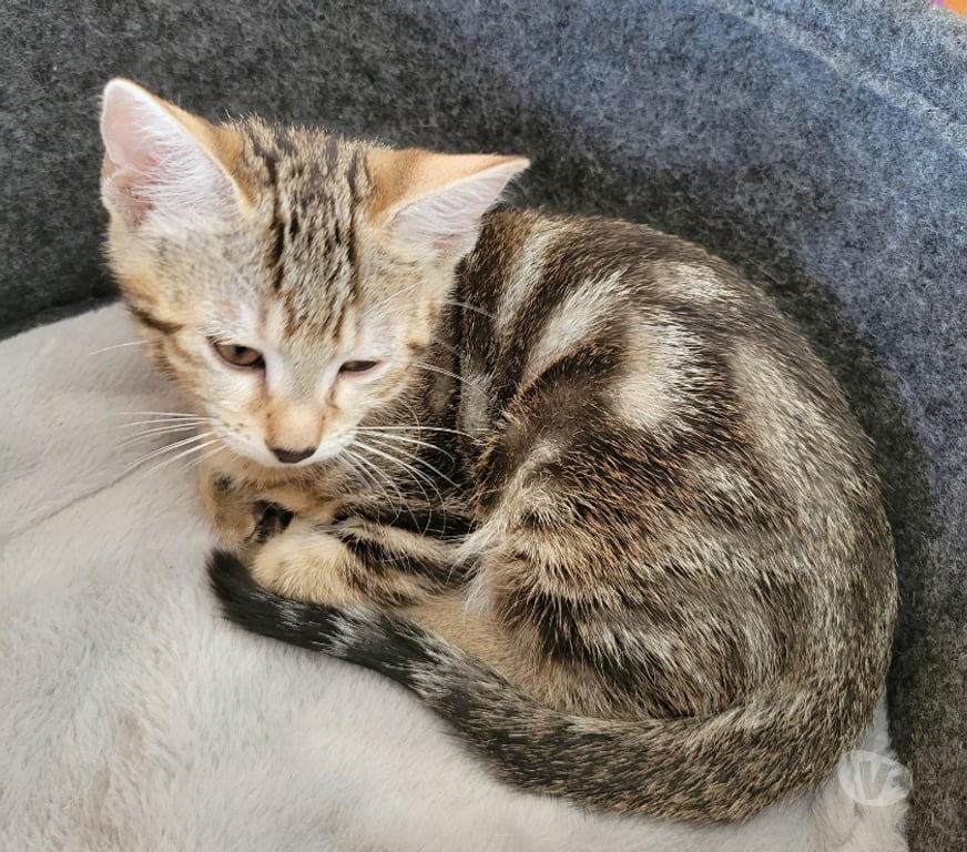 Don animaux Rhône Lyon - Photos Vivastreet ARLO, chaton joueur et câlin