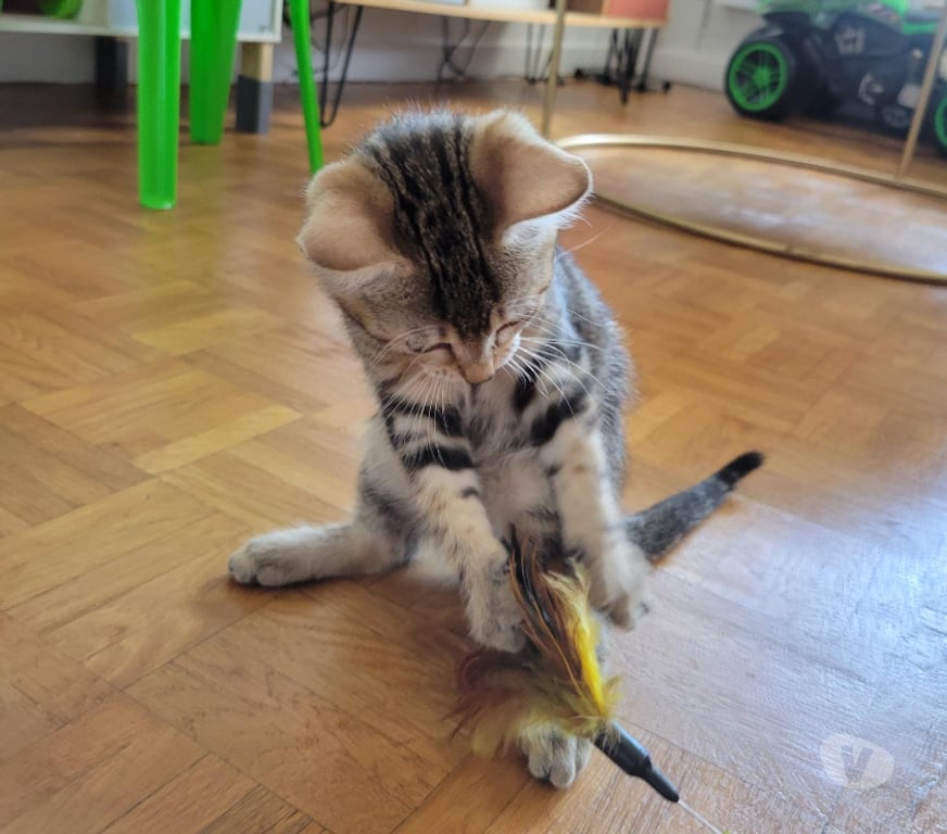 Don animaux Rhône Lyon - Photos Vivastreet ARLO, chaton joueur et câlin