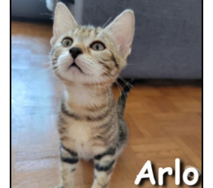 Don animaux Rhône Lyon - Photos Vivastreet ARLO, chaton joueur et câlin