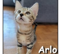 ARLO, chaton joueur et câlin