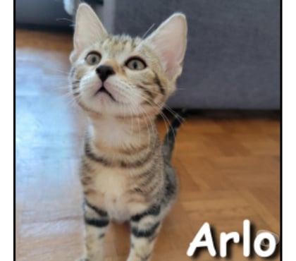 Don animaux Lyon Lyon - Photos Vivastreet ARLO, chaton joueur et câlin