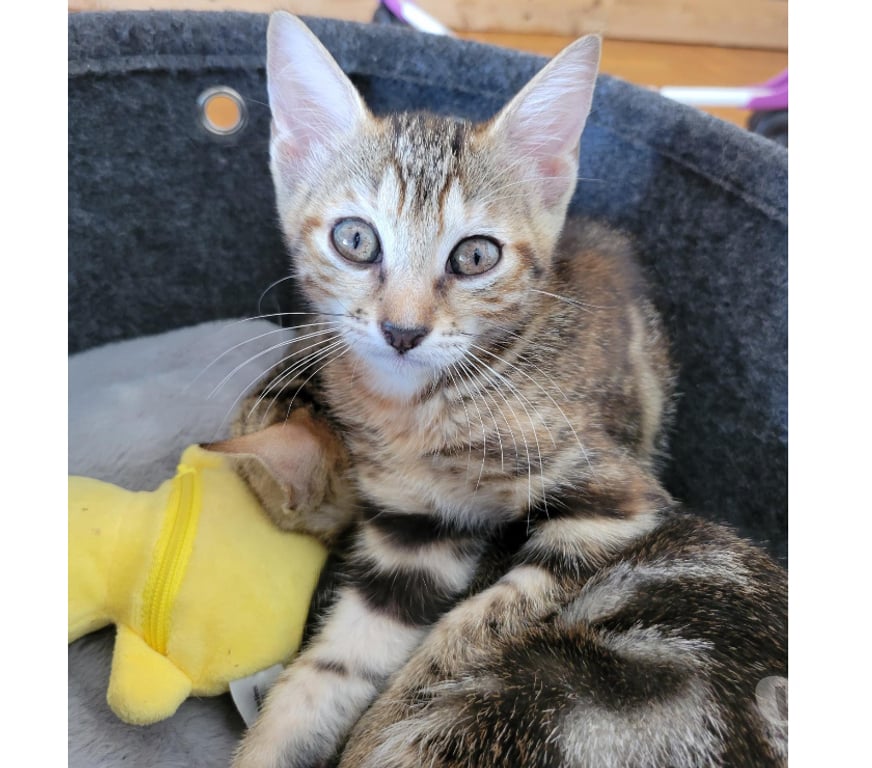 Don animaux Rhône Lyon - Photos Vivastreet AVA, chatonne joueuse et mignonne
