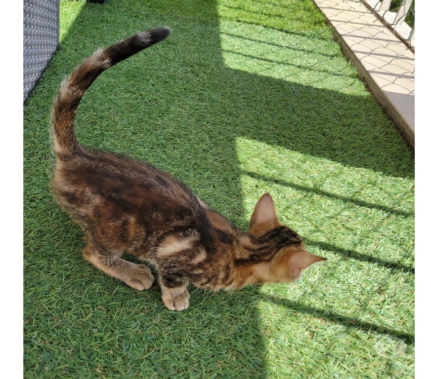 Don animaux Rhône Lyon - Photos Vivastreet AVA, chatonne joueuse et mignonne