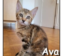 AVA, chatonne joueuse et mignonne