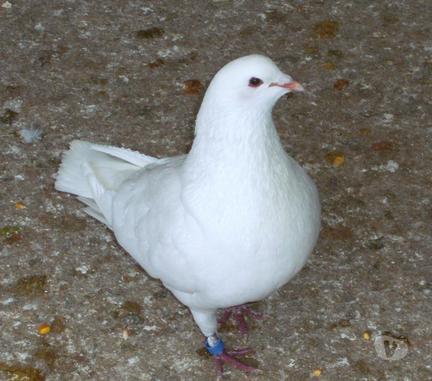 Vente Seine-et-Marne Bagneaux sur Loing - 77167 - Photos Vivastreet Pigeons reproducteurs hubbell blanc