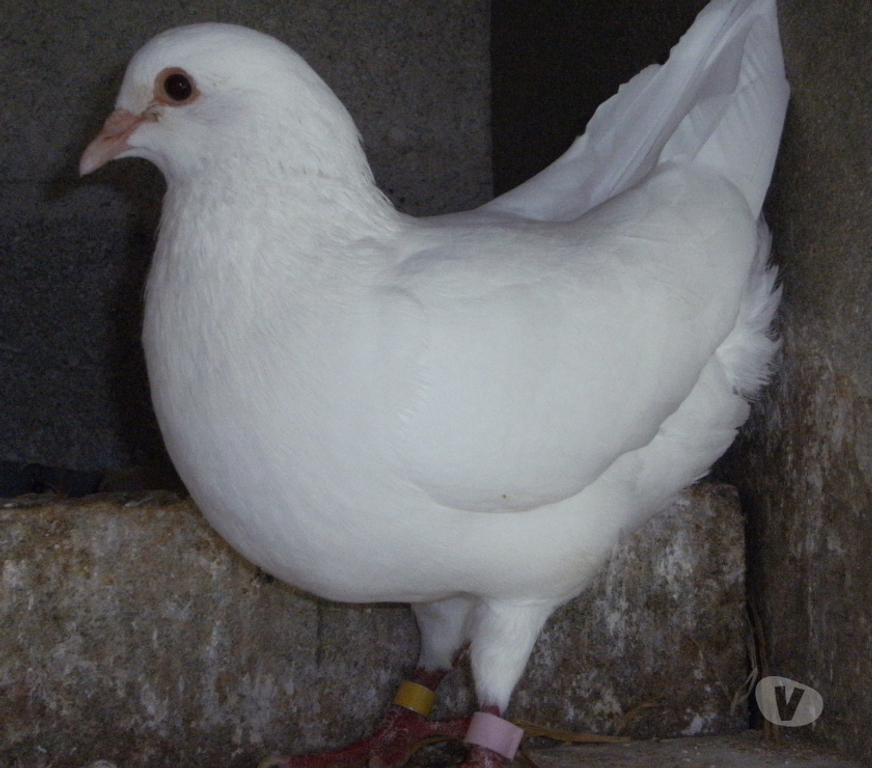 Vente Seine-et-Marne Bagneaux sur Loing - 77167 - Photos Vivastreet Pigeons reproducteurs hubbell blanc