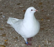 Pigeons reproducteurs hubbell blanc