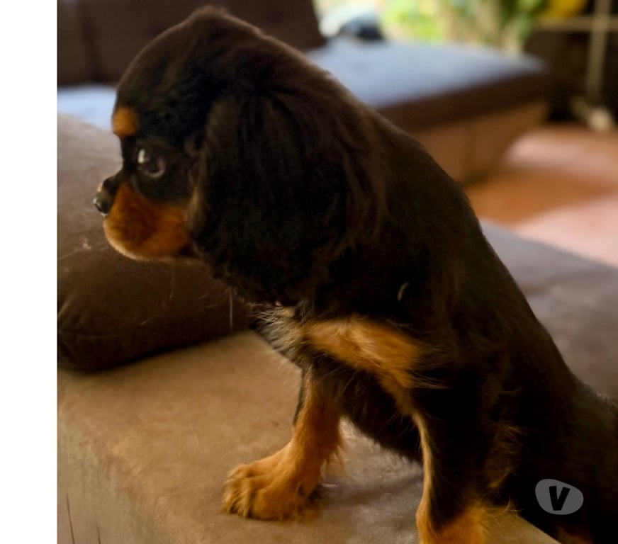 Vente Bouches-du-Rhône Marignane - 13700 - Photos Vivastreet Cavalier King Charles noir feu