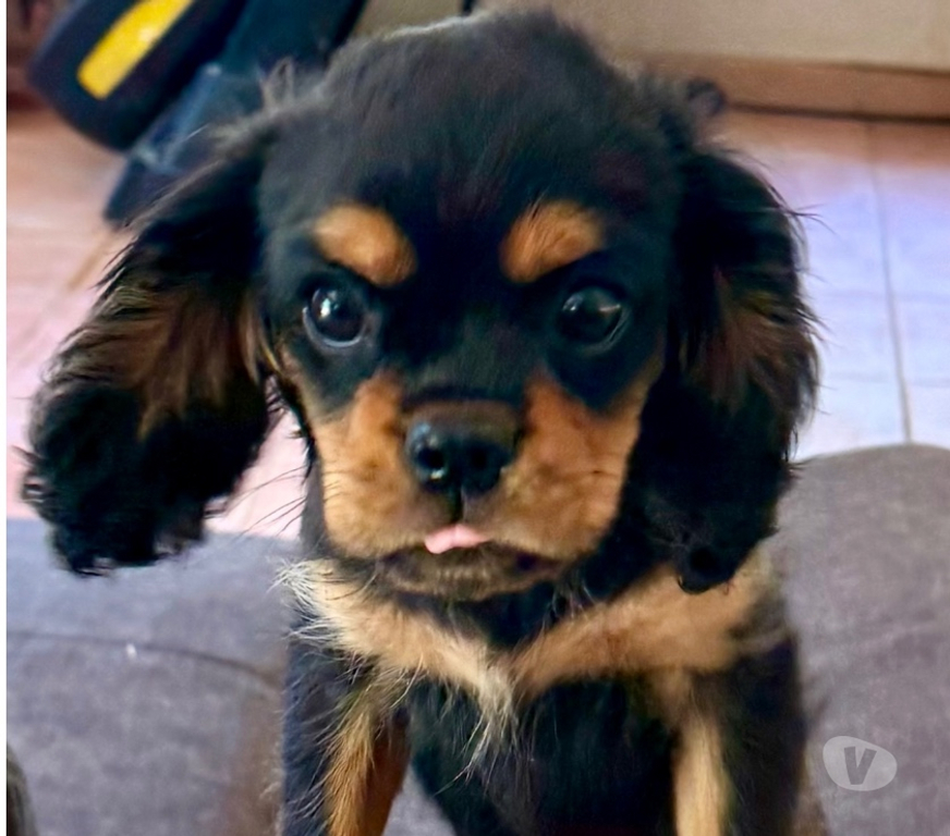 Vente Bouches-du-Rhône Marignane - 13700 - Photos Vivastreet Cavalier King Charles noir feu