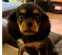 Cavalier King Charles noir feu