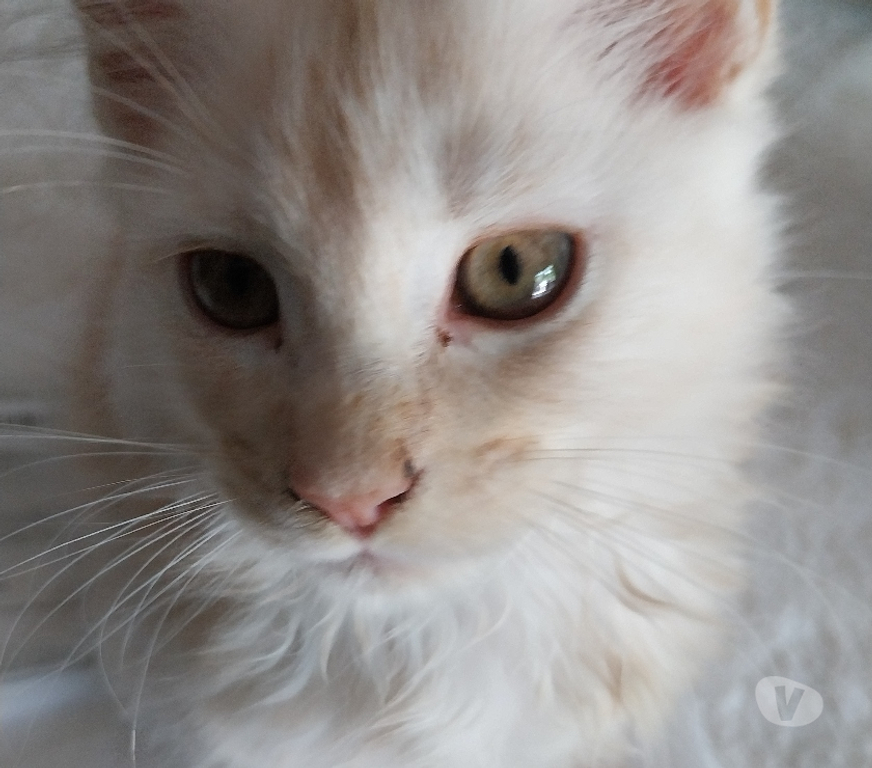 Vente Haute-Garonne Ste Foy d'Aigrefeuille - 31570 - Photos Vivastreet Vend adorables chatons pure race Maine coon