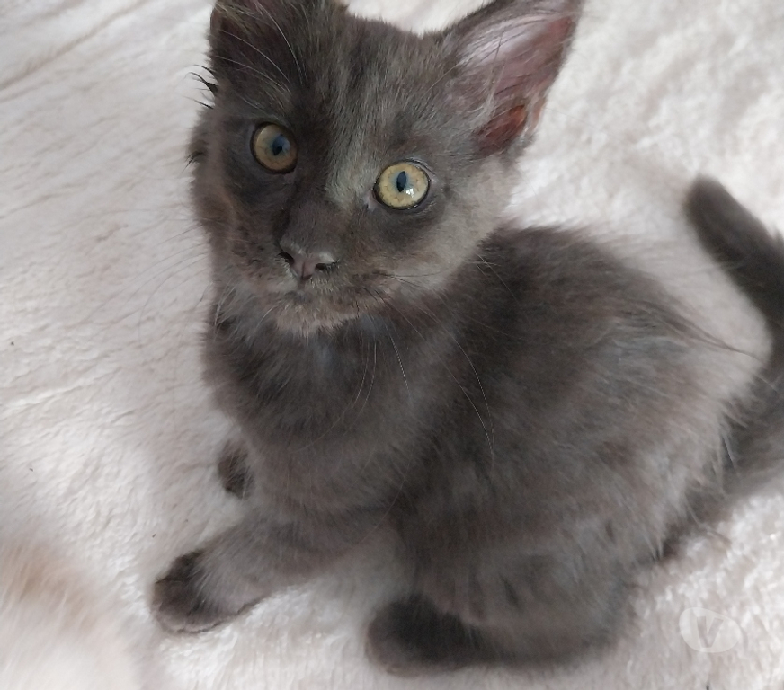 Vente Haute-Garonne Ste Foy d'Aigrefeuille - 31570 - Photos Vivastreet Vend adorables chatons pure race Maine coon