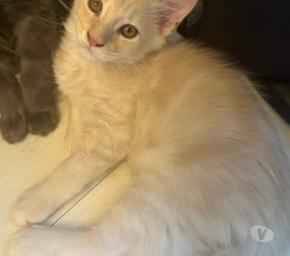 Vente animaux Ste Foy d'Aigrefeuille Haute-Garonne - Photos Vivastreet Vend adorables chatons pure race Maine coon