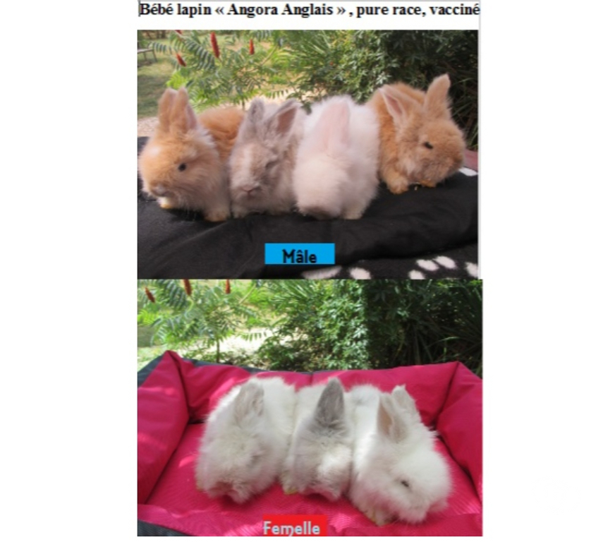 Vente Cher Bourges - 18000 - Photos Vivastreet jeune lapin Angora Anglais pure Race , vacciné, yeux bleus