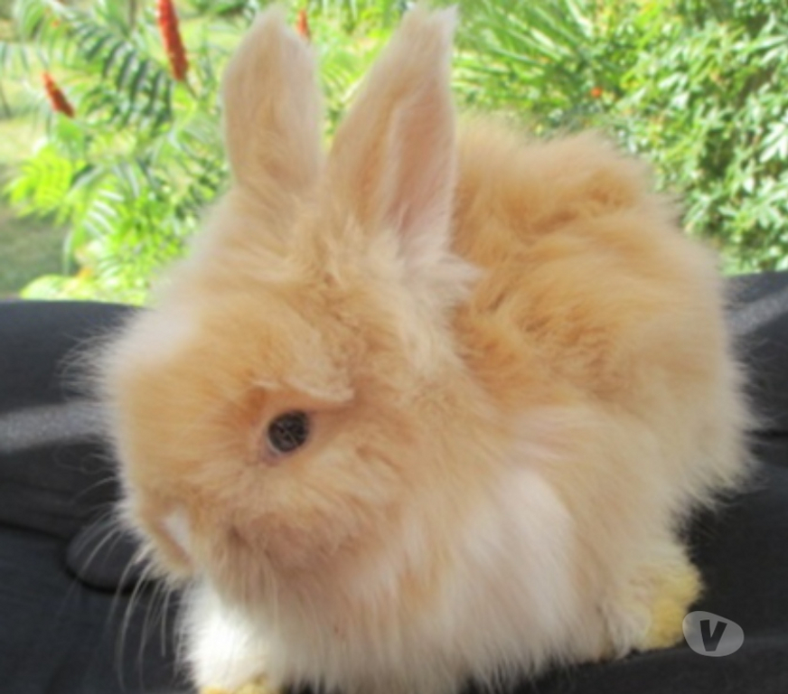 Vente Cher Bourges - 18000 - Photos Vivastreet jeune lapin Angora Anglais pure Race , vacciné, yeux bleus