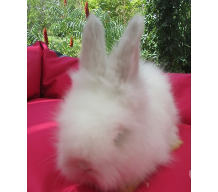 Vente Cher Bourges - 18000 - Photos Vivastreet jeune lapin Angora Anglais pure Race , vacciné, yeux bleus