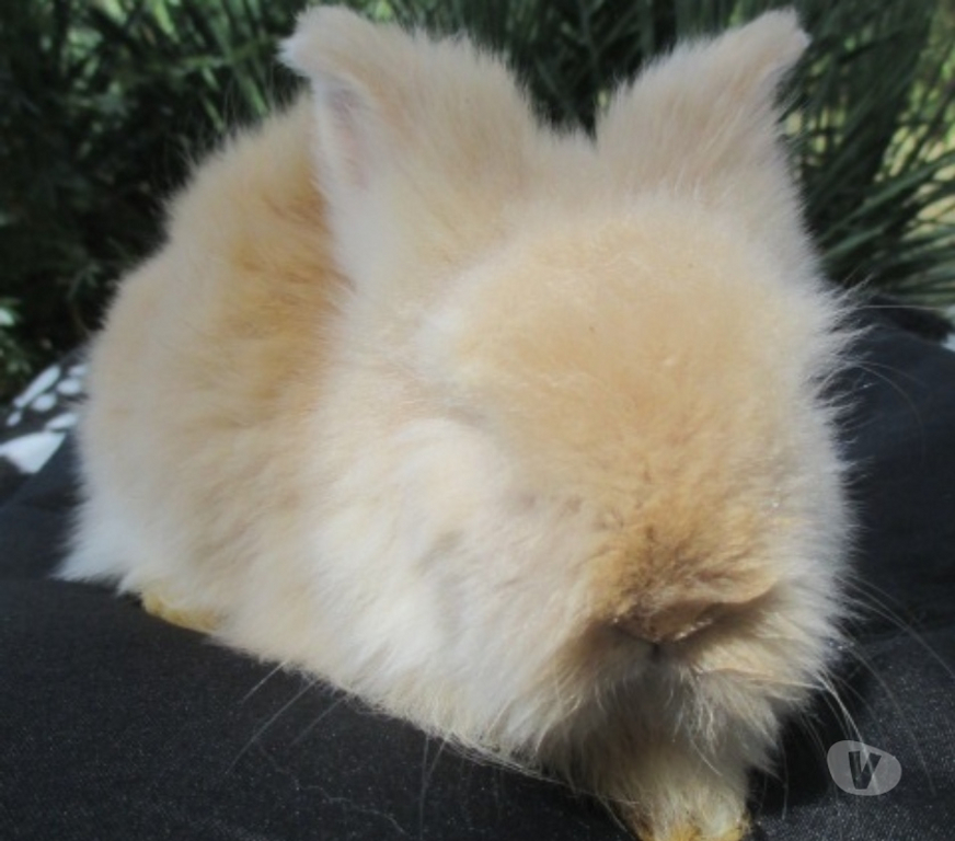 Vente Cher Bourges - 18000 - Photos Vivastreet jeune lapin Angora Anglais pure Race , vacciné, yeux bleus