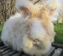 jeune lapin Angora Anglais pure Race , vacciné, yeux bleus