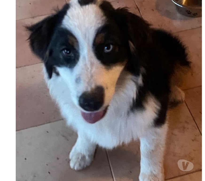 Don animaux Var Toulon - Photos Vivastreet CLIFF Chiot Berger Australien 7 mois LOF cherche famille VAR