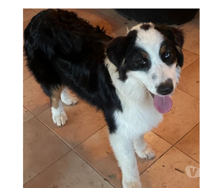 Don animaux Var Toulon - Photos Vivastreet CLIFF Chiot Berger Australien 7 mois LOF cherche famille VAR