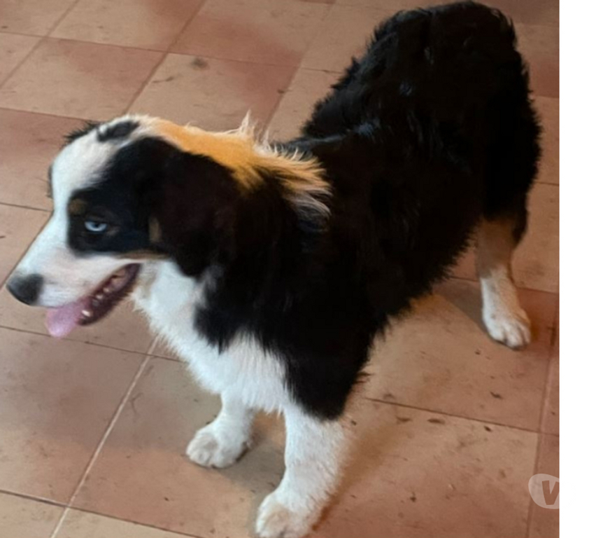 Don animaux Var Toulon - Photos Vivastreet CLIFF Chiot Berger Australien 7 mois LOF cherche famille VAR
