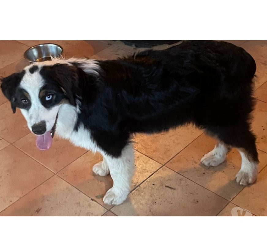Don animaux Var Toulon - Photos Vivastreet CLIFF Chiot Berger Australien 7 mois LOF cherche famille VAR
