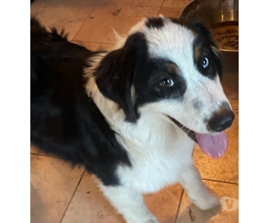 Don animaux Var Toulon - Photos Vivastreet CLIFF Chiot Berger Australien 7 mois LOF cherche famille VAR