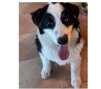 Adoption animaux Toulon Toulon - Photos Vivastreet CLIFF Chiot Berger Australien 7 mois LOF cherche famille VAR