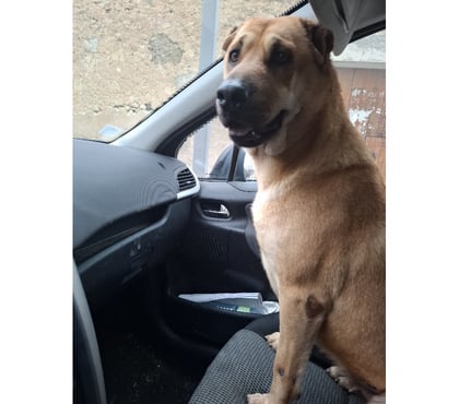 Don animaux Valreas Vaucluse - Photos Vivastreet Vichy, chienne type shar pei, 2 ans non lof