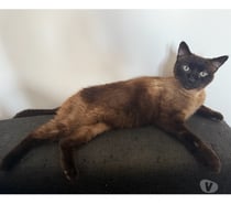 ABEILLE, chatte type siamoise 8 ans non lof