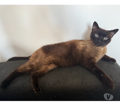 Don animaux Montpellier Montpellier - Photos Vivastreet ABEILLE, chatte type siamoise 8 ans non lof