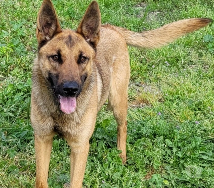 Don animaux Hérault Beziers - 34500 - Photos Vivastreet AVA, chien type berger allemande 1 an non lof AVA est une s