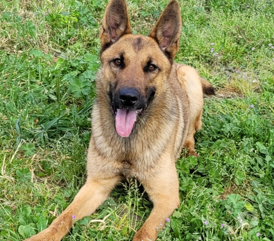 Don animaux Hérault Beziers - 34500 - Photos Vivastreet AVA, chien type berger allemande 1 an non lof AVA est une s