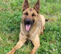 AVA, chien type berger allemande 1 an non lof AVA est une s