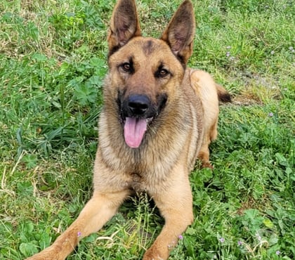 Adoption animaux Beziers Hérault - Photos Vivastreet AVA, chien type berger allemande 1 an non lof AVA est une s