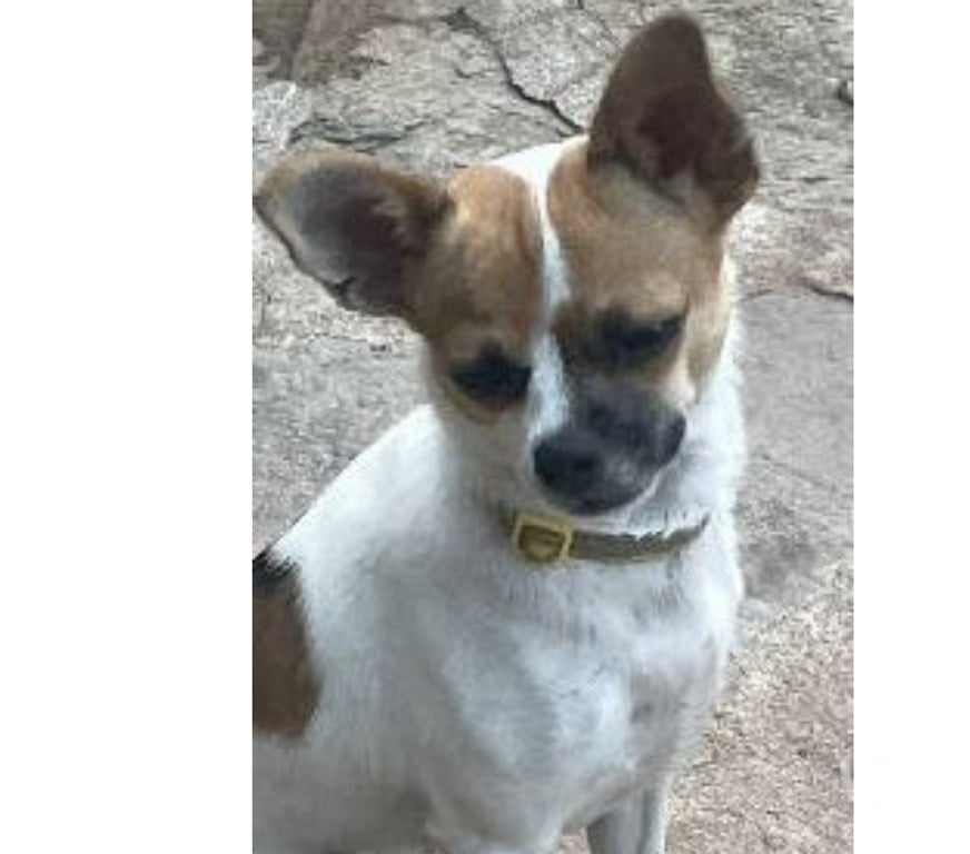 Don animaux Var Toulon - Photos Vivastreet VAO Chihuahua 8 mois (Non Lof) 3,4kgs attend SA Famille VAR