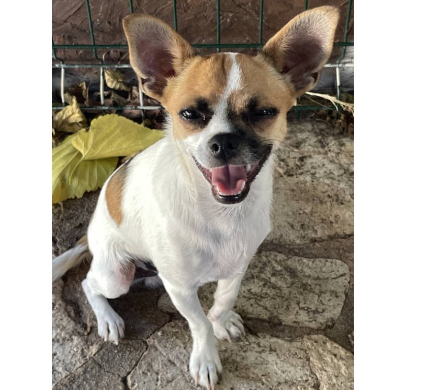 Don animaux Var Toulon - Photos Vivastreet VAO Chihuahua 8 mois (Non Lof) 3,4kgs attend SA Famille VAR