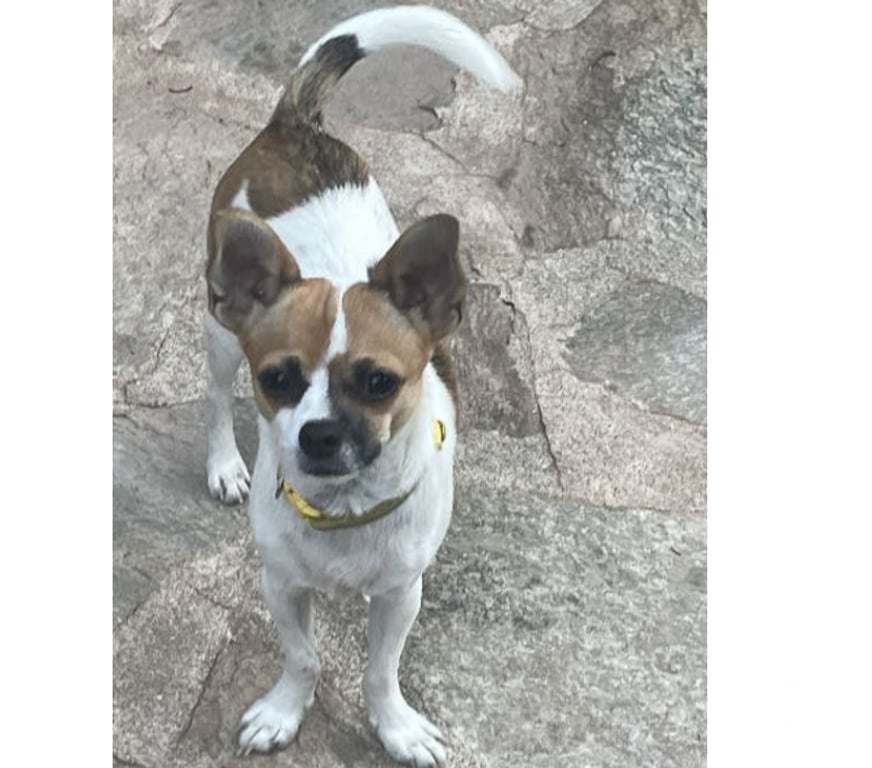 Don animaux Var Toulon - Photos Vivastreet VAO Chihuahua 8 mois (Non Lof) 3,4kgs attend SA Famille VAR
