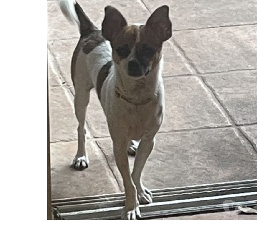 Don animaux Var Toulon - Photos Vivastreet VAO Chihuahua 8 mois (Non Lof) 3,4kgs attend SA Famille VAR